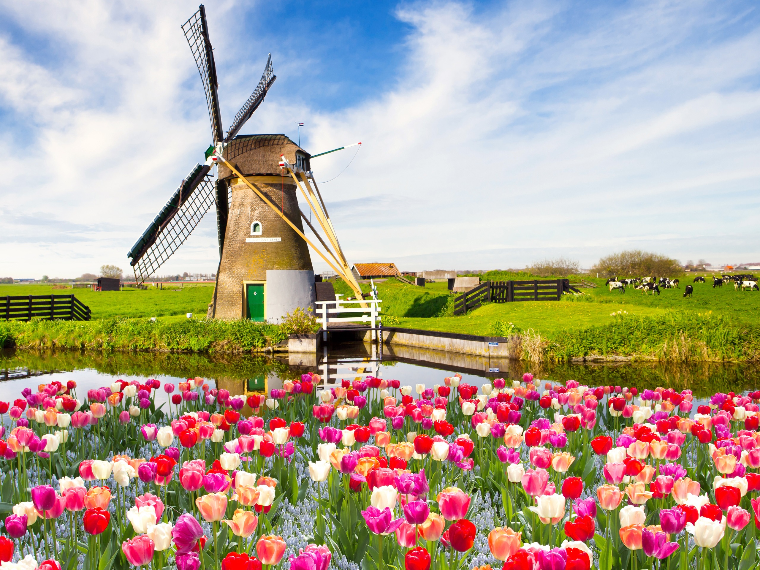 Bạn nghĩ sao nêú chọn Hà Lan để du học?